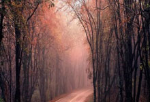 情绪高涨！世界篮球赛事焦点频现